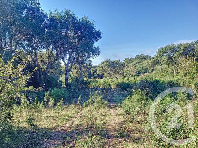 terrain à vendre - 12588.0 m2 - FIGARI - 201 - CORSE - Century 21 Demeures Conseils