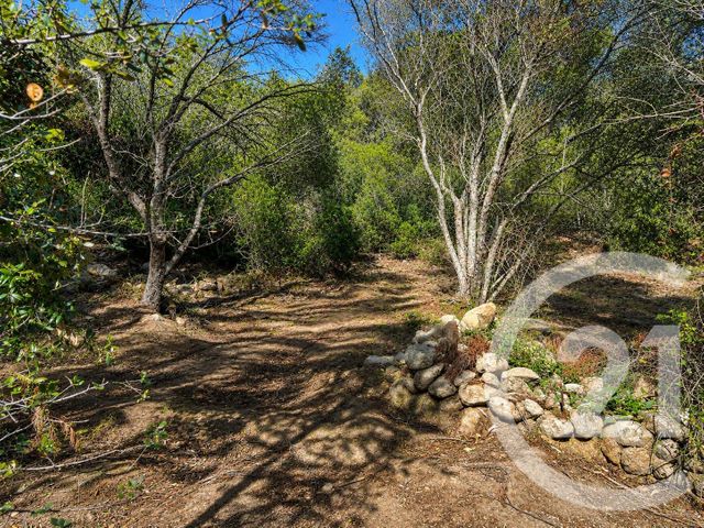 terrain à vendre - 1440.0 m2 - PORTO VECCHIO - 201 - CORSE - Century 21 Demeures Conseils