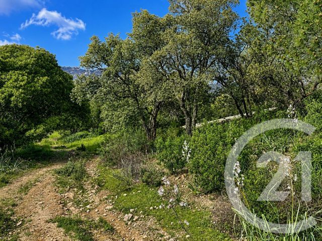 terrain à vendre - 3640.0 m2 - ZONZA - 201 - CORSE - Century 21 Demeures Conseils