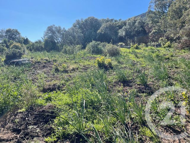 maison à vendre - 6 pièces - 262.0 m2 - PORTO VECCHIO - 201 - CORSE - Century 21 Demeures Conseils